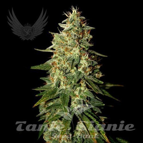 Skunk B52 Auto - SENSI GENETICS