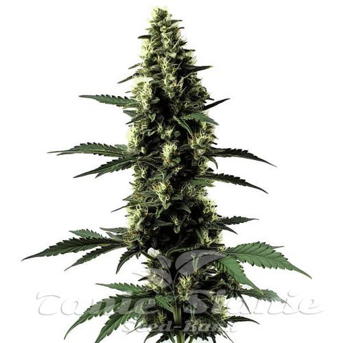 Silver Surfer Haze - BLIMBURN SEEDS