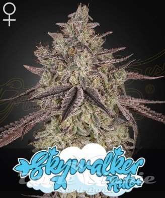 Nasiona Marihuany Skywalker Auto - GREEN HOUSE SEEDS