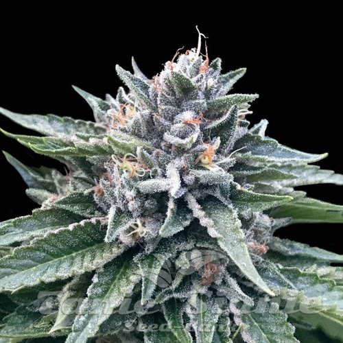 Nasiona Marihuany Sorbet #4 - DNA GENETICS