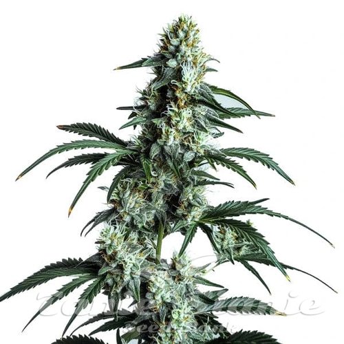 Sour Diesel - BLIMBURN SEEDS