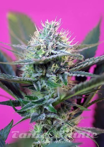 Nasiona Marihuany +Speed Auto - SWEET SEEDS
