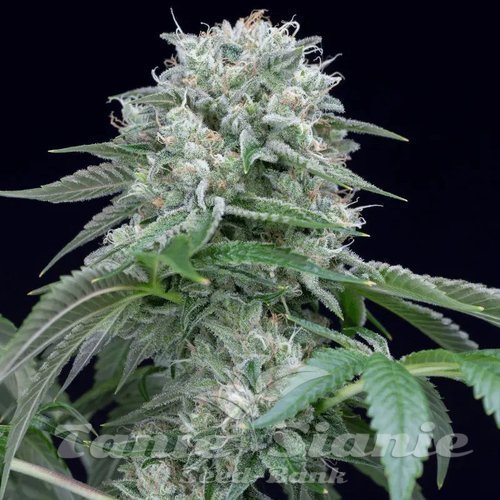 Starfire OG - SILENT SEEDS