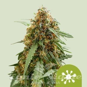 Nasiona Marihuany Sticky Queen Auto - ROYAL QUEEN SEEDS