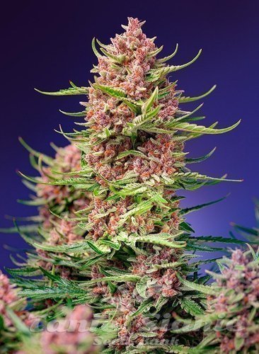 Nasiona Marihuany Strawberry Cola Sherbet F1 Fast Version - SWEET SEEDS