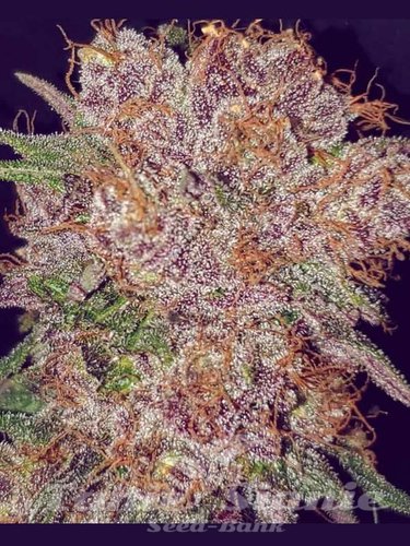 Nasiona Marihuany Strawberry Ice - THE CALI CONNECTION