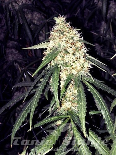 Nasiona Marihuany Strawberry OG - THE CALI CONNECTION