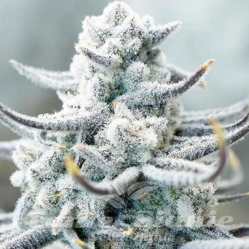 Sugar Cane - INHOUSE GENETICS
