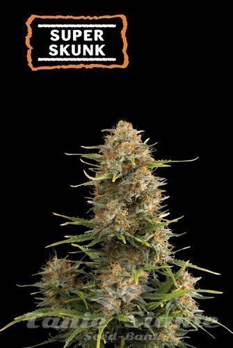 Super Skunk Auto - SEED STOCKERS