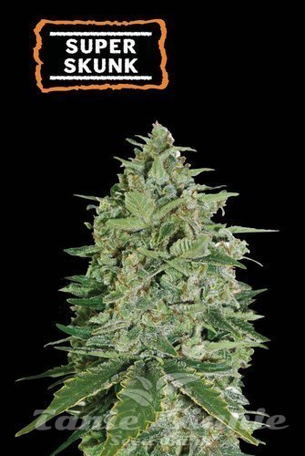 Super Skunk - SEED STOCKERS