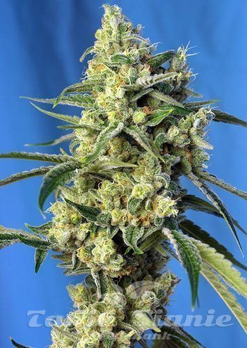 Nasiona Marihuany Sweet Amnesia Haze - SWEET SEEDS