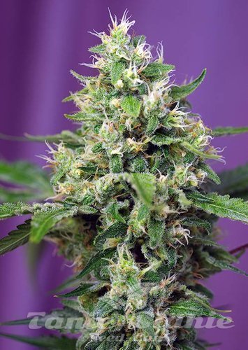 Nasiona Marihuany Sweet Amnesia Haze XL Auto - SWEET SEEDS