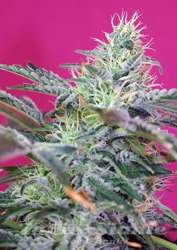 Nasiona Marihuany Sweet Cheese Auto - SWEET SEEDS