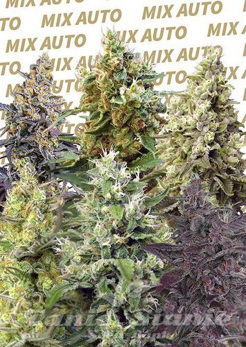 Nasiona Marihuany Sweet Mix Auto - SWEET SEEDS