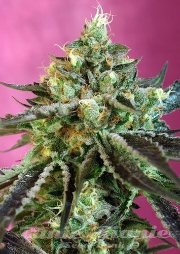 Nasiona Marihuany Sweet Nurse Auto CBD - SWEET SEEDS