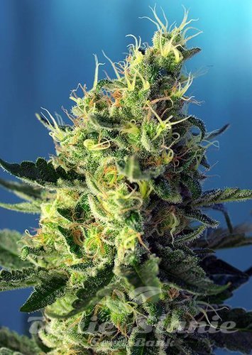 Nasiona Marihuany Sweet Pure CBD - SWEET SEEDS