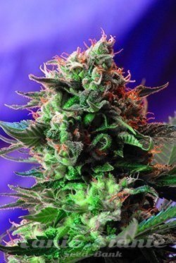 Nasiona Marihuany Jack 47 - SWEET SEEDS