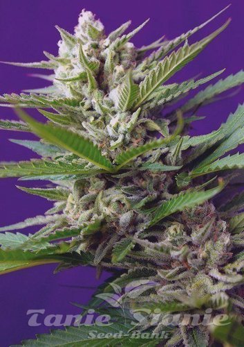 Nasiona Marihuany Speed Devil #2 Autoflowering - SWEET SEEDS