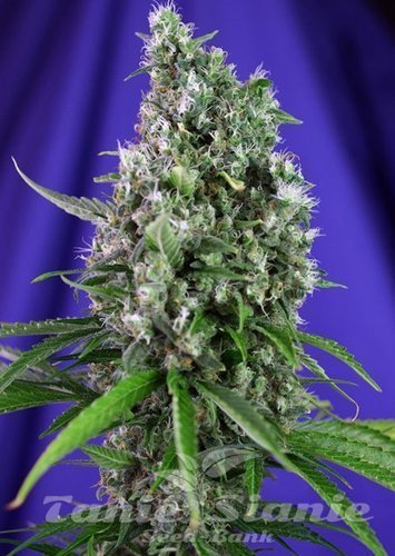 Nasiona Marihuany Sweet Trainwreck Auto - SWEET SEEDS