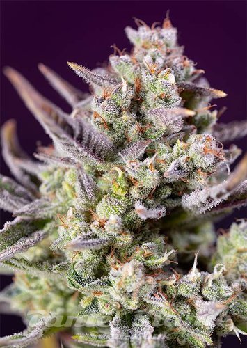Nasiona Marihuany Sweet Zenzation XL Auto - SWEET SEEDS