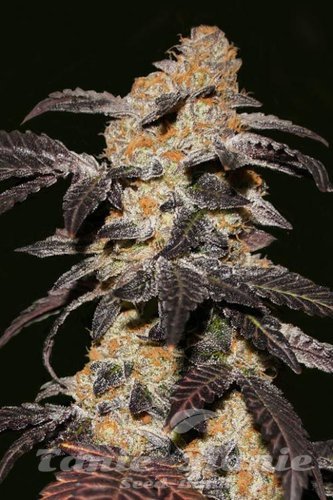 Nasiona Marihuany French Cookies - T.H. SEEDS