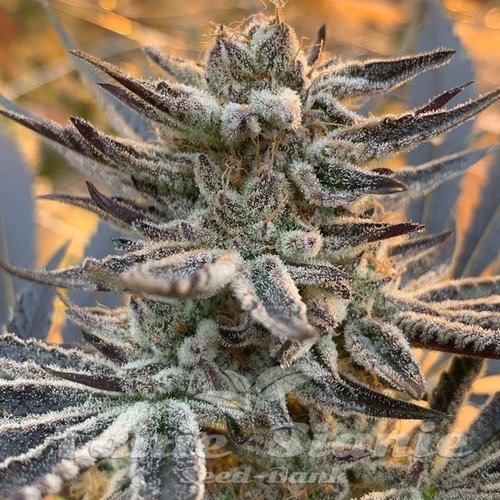 Terple - INHOUSE GENETICS