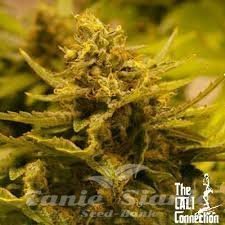 Nasiona Marihuany CBD OG - THE CALI CONNECION