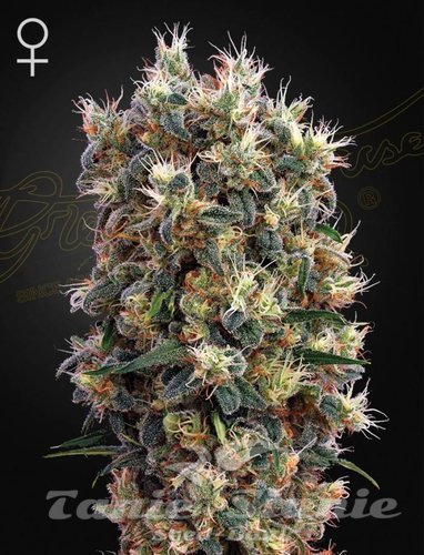 Nasiona Marihuany The Church - GREEN HOUSE SEEDS