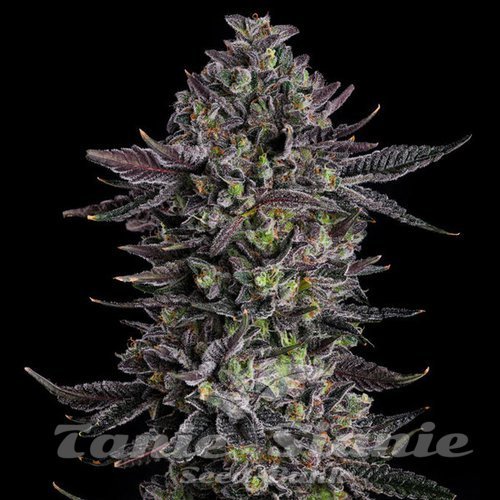 The Scrooge - COMPOUND GENETICS