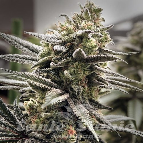 Thundersnow - ELEV8 SEEDS