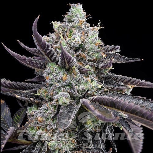 Tie Die - COOKIES SEEDS