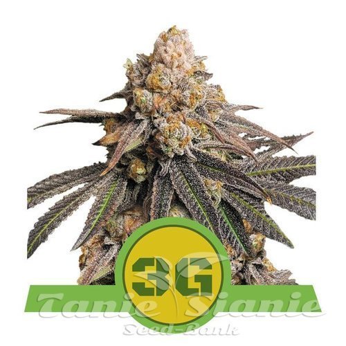 Nasiona Marihuany Triple G Auto - ROYAL QUEEN SEEDS