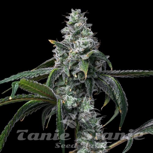UK Cheese x Hollywood - COOKIES SEEDS