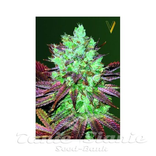 Nasiona Marihuany Auto NYV Diesel - Victory Seeds