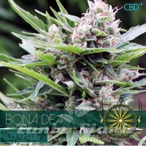 Nasiona Marihuany Bone Dea CBD+ - Vision Seeds