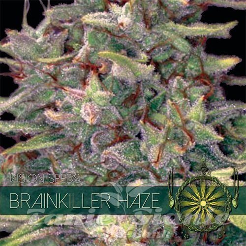 Nasiona Marihuany Brainkiller Haze - Vision Seeds