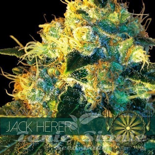 Nasiona Marihuany Jack Herer - Vision Seeds