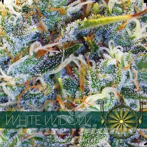 Nasiona Marihuany White Widow - Vision Seeds