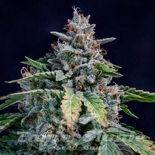 Nasiona Marihuany Walter White Auto - MEPHISTO GENETICS