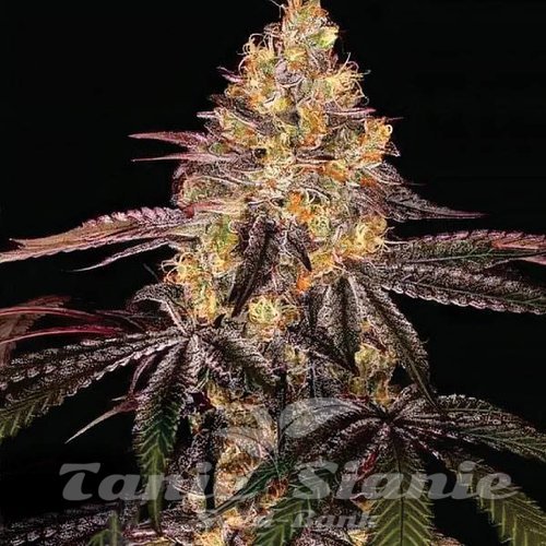 Watermelon OG Auto
