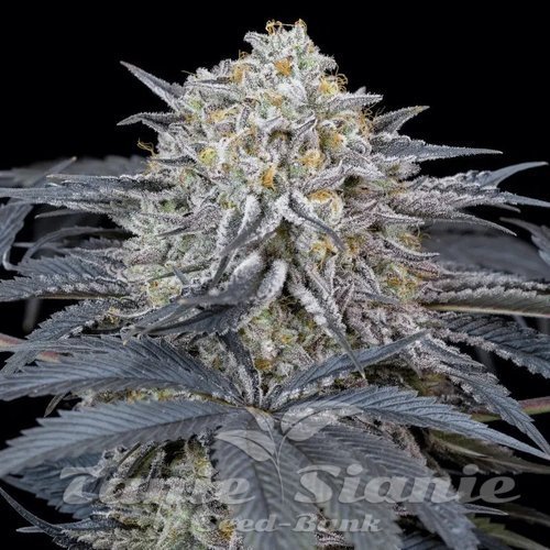 Watermelon Runtz - SILENT SEEDS