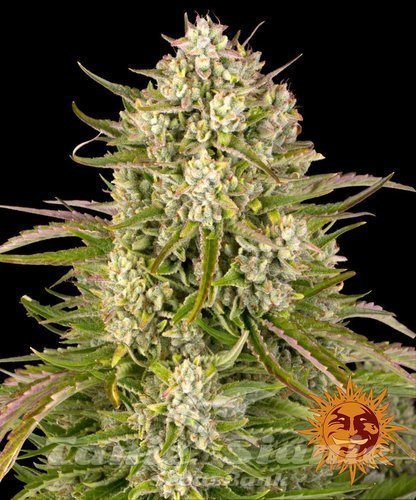 Nasiona Marihuany Wedding Cake Auto - BARNEY'S FARM