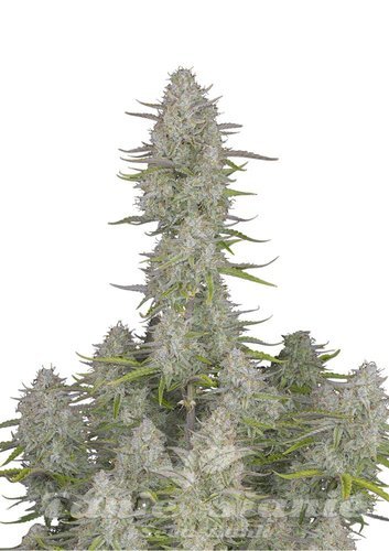 Nasiona Marihuany Wedding Cheesecake Auto - FASTBUDS