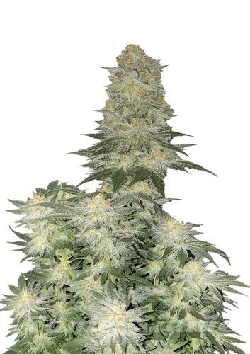Nasiona Marihuany Weeding Cheesecake FAST - FASTBUDS