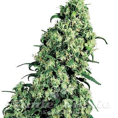 Nasiona Marihuany Skunk #1 - WHITE LABEL