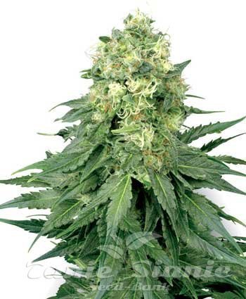 Nasiona Marihuany White Widow - WHITE LABEL