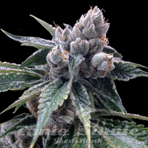 Nasiona Marihuany White Walker Kush - DNA GENATICS