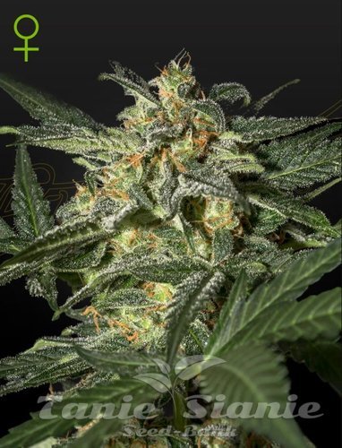 Nasiona Marihuany White Widow Auto - GREEN HOUSE SEEDS
