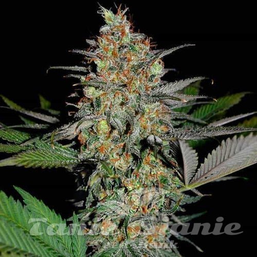 White Widow x AK47 Fast Version