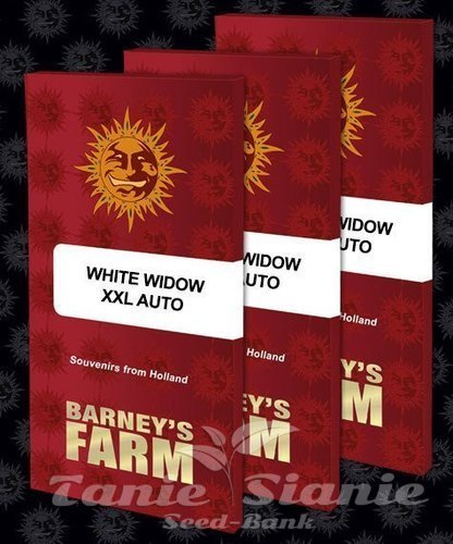 Nasiona Marihuany White Widow XXL Auto - BARNEY'S FARM